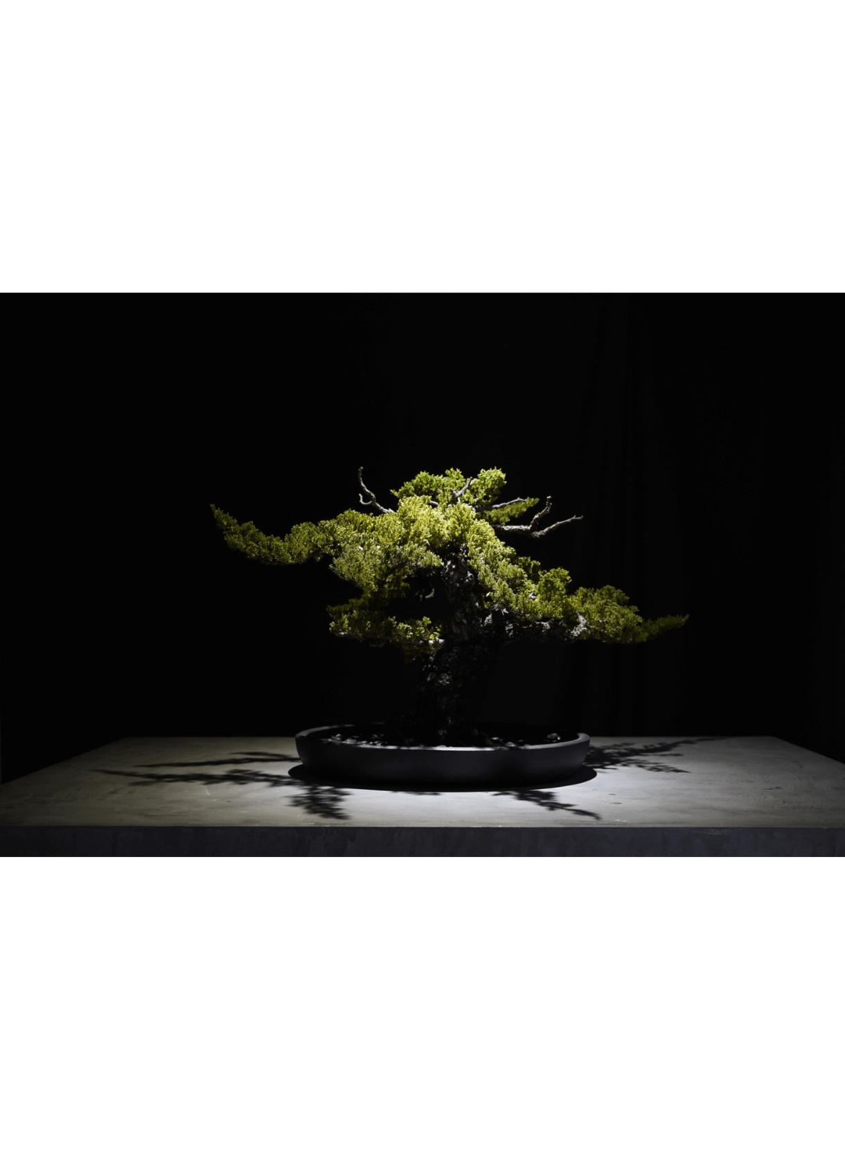 佐藤駿 / Shun Sato《BONSAI ART（緑）》