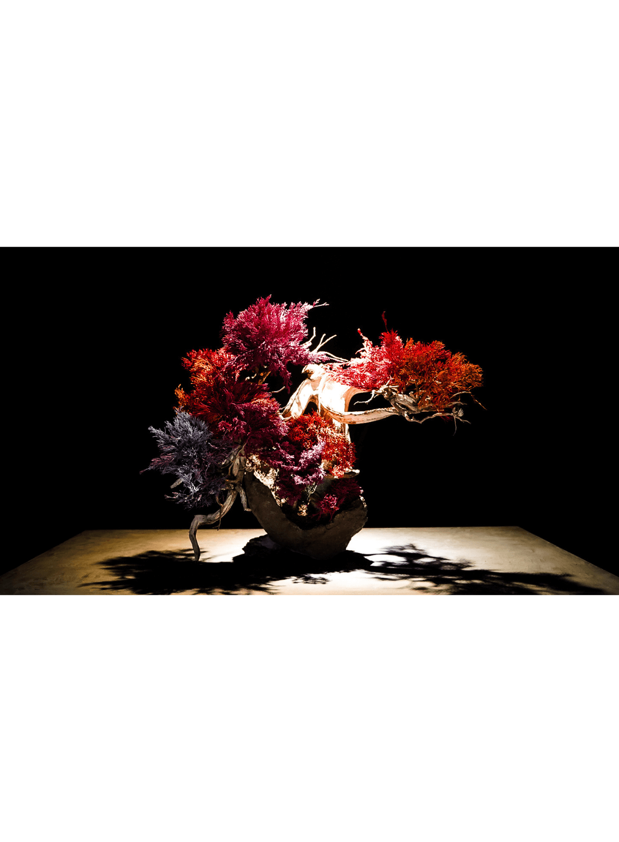 佐藤駿 / Shun Sato《BONSAI ART No.01》